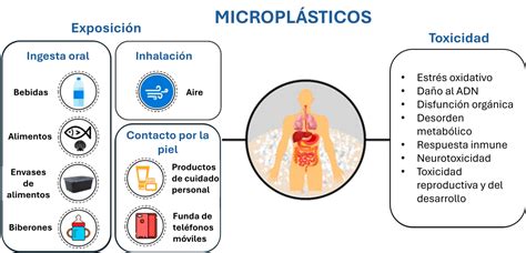 Ilustración de microplásticos en diferentes órganos del cuerpo humano