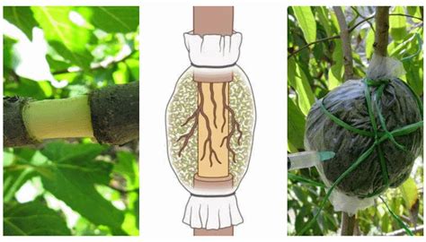 Esquema ilustrativo del proceso de acodo aéreo, mostrando la incisión en la rama, la aplicación de sustrato y el envolvimiento con material plástico.