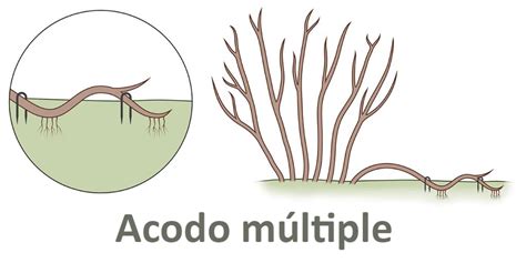 Ilustración comparativa de acodo simple y acodo múltiple, mostrando cómo una o varias partes de una rama se entierran para enraizar.