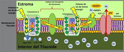 esquema detallado de los fotosistemas I y II y la transferencia de energía durante la fotosíntesis