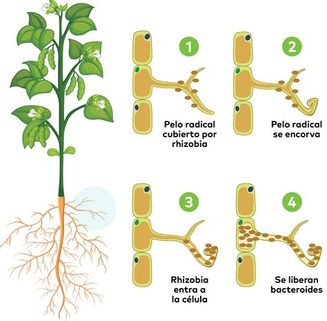 diagrama de la simbiosis entre bacterias Rhizobium y la raíz de una planta de leguminosa, mostrando los nódulos radiculares
