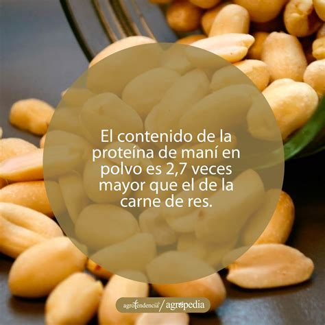 Infografía mostrando el origen del maní en Bolivia y su expansión.