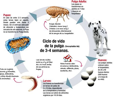 Infografía del ciclo de vida de la pulga: huevo, larva, pupa y adulto