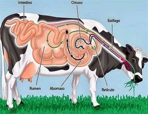 Esquema del aparato digestivo de un vacuno, señalando el intestino delgado