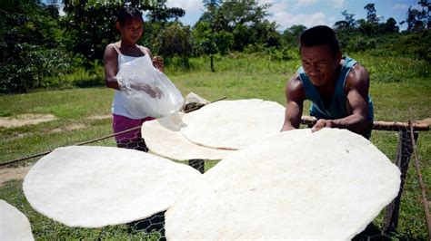 Esquema de las etapas de elaboración del casabe a partir de la yuca