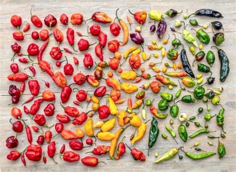 Diversidad de ajíes de diferentes colores y tamaños