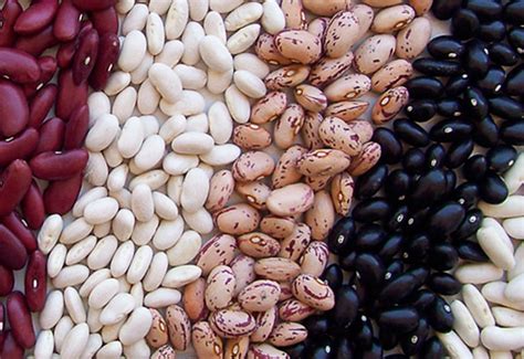 Infografía comparativa de los componentes nutricionales del poroto negro frente a otras legumbres y fuentes de proteína animal.