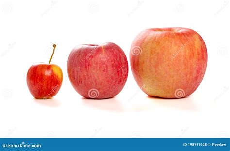 Infografía comparativa: silueta de manzanas pequeñas, medianas y grandes con su peso promedio en gramos.