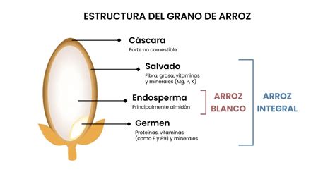 Esquema del grano de arroz y sus subproductos, destacando el afrecho