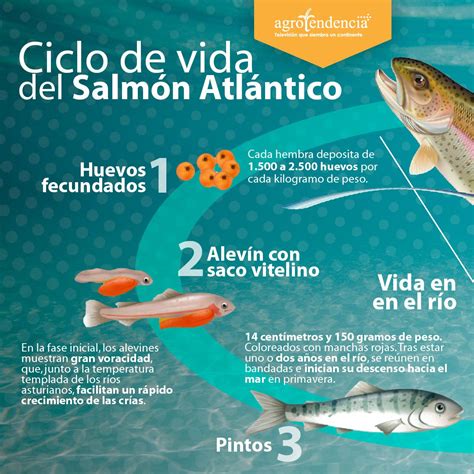 Infografía del ciclo de vida del salmón de cultivo: huevo, alevín, smolt