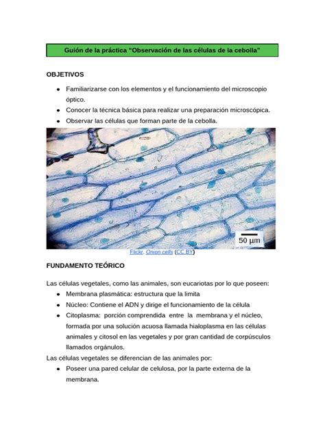 Preparación de materiales para la observación microscópica de células de cebolla