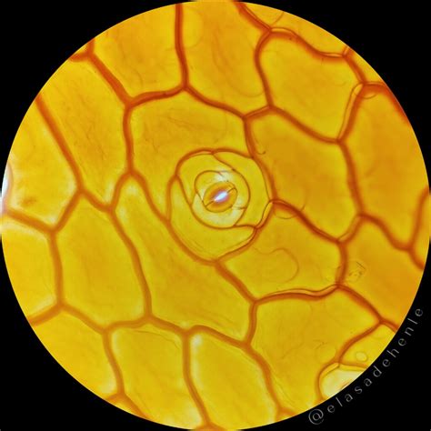 Diagrama comparativo de células de epidermis abaxial con estomas y catáfila de cebolla