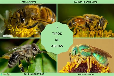 Fotografía de diferentes tipos de abejas (domésticas y silvestres) visitando flores de manzano.
