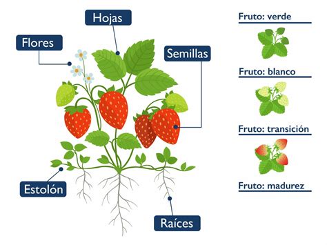 Ilustración de la flor de la frutilla con sus mini-órganos femeninos y la formación del fruto.