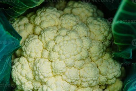 Coliflor blanca recién cosechada