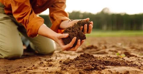 Preparación del suelo para siembra de coliflor con compost