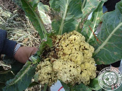 Síntomas de la podredumbre negra en coliflor
