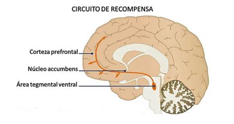 Esquema cerebral mostrando la activación de la zona de recompensa por alimentos ultraprocesados.