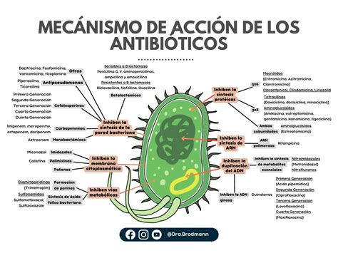 Esquema de las principales áreas de acción del antibiótico en el organismo (vías respiratorias, urinarias y tejidos)