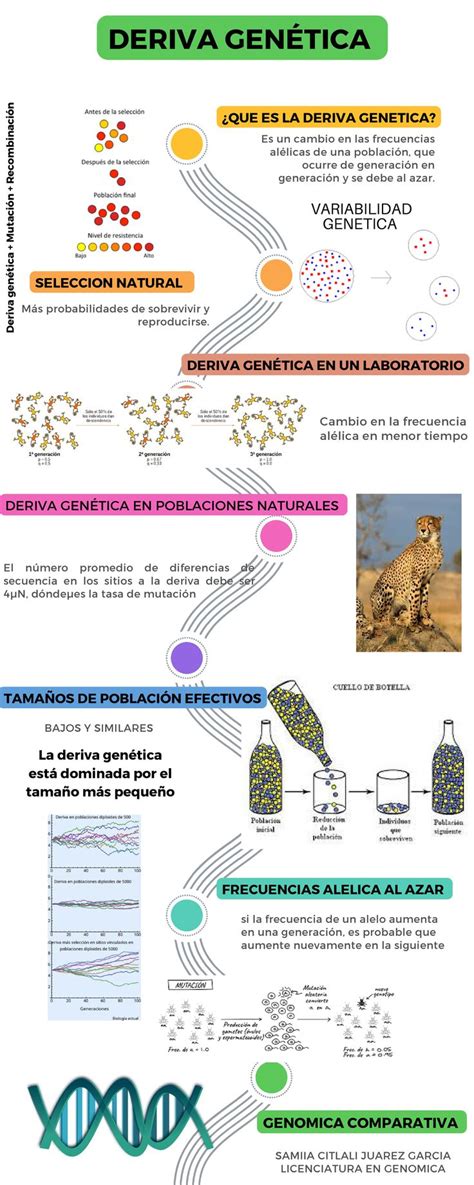 Infografía sobre la genética de la maduración precoz en salmones