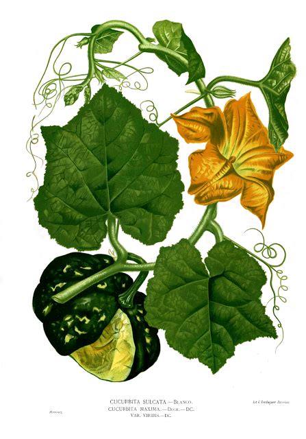 Ilustración botánica de la planta de Cucurbita maxima con sus hojas, flores y frutos característicos.