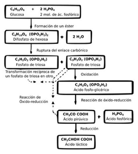 Esquema del proceso de fermentación del kéfir con granos y leche