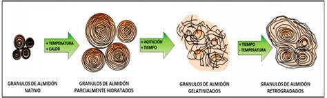Diagrama: Proceso de formación del almidón resistente en boniato