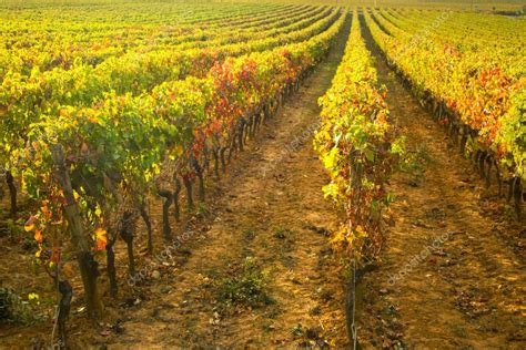 Viñedo en otoño con uvas Cabernet Franc, mostrando los colores de la estación