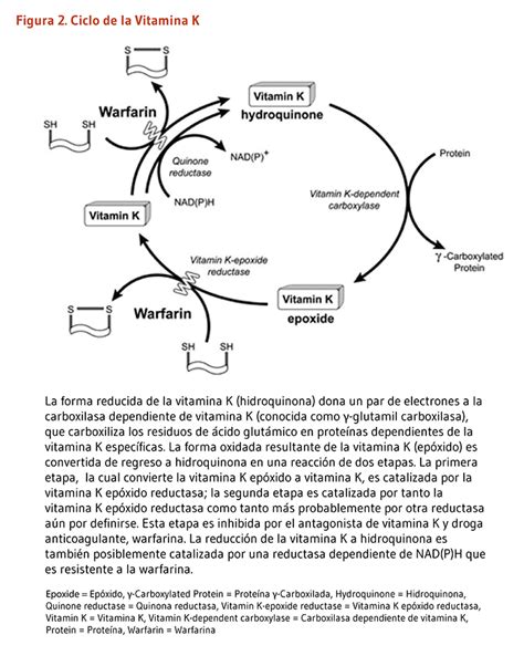 Esquema del ciclo de la vitamina K-epóxido que ilustra cómo el cuerpo recicla esta vitamina para optimizar su uso en la carboxilación de proteínas.