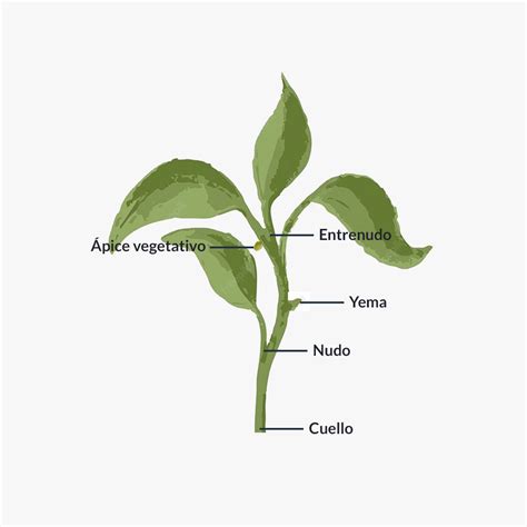 Esquema de la planta de lenteja mostrando tallo, hojas, flores, vainas y raíces.