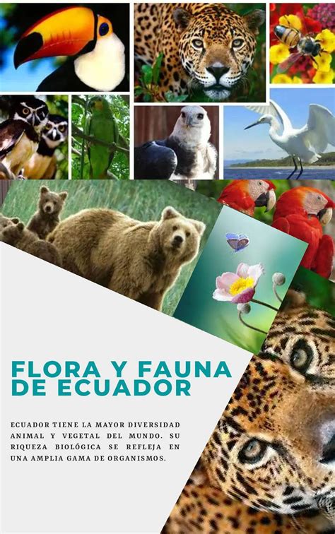 Diversidad de flora y fauna en los bosques subantárticos y costas de la Reserva.