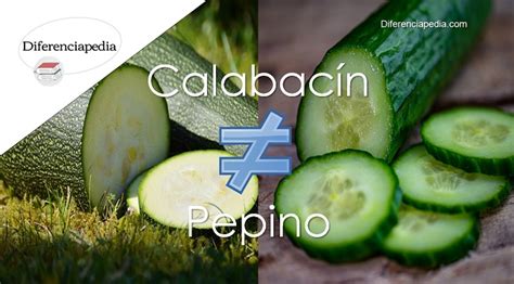 Comparación visual de un pepino y un calabacín, destacando las diferencias en el extremo del pedúnculo y la textura interior.
