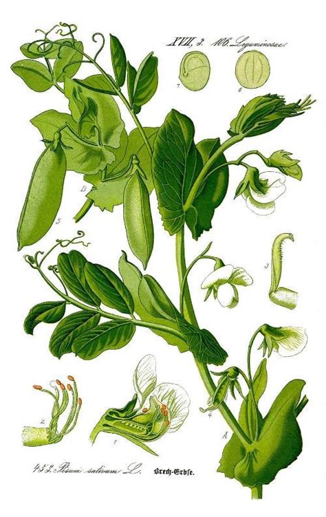 Ilustración de una planta de arveja con sus vainas y granos.