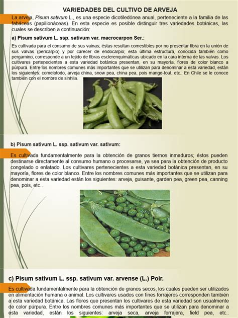 Infografía mostrando las etapas del cultivo de arveja, desde la siembra hasta la cosecha.