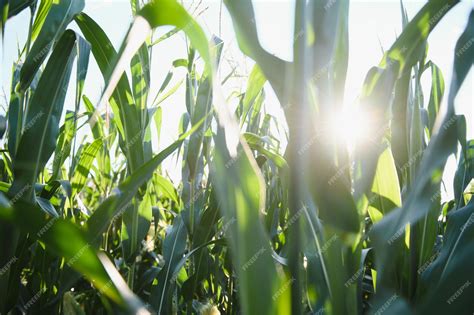 Campo de maíz tierno bajo el sol