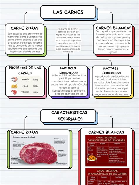 Esquema de las clasificaciones de la OMS sobre la carne roja y procesada