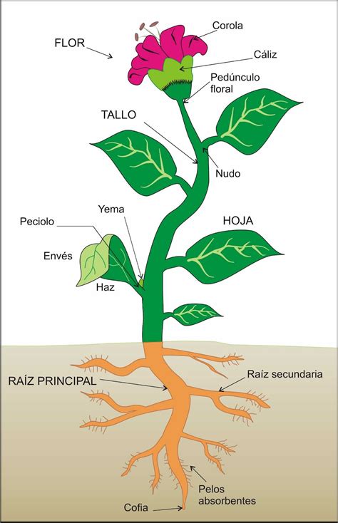 Esquema de una planta de acelga con sus partes (hojas, pencas, raíz)