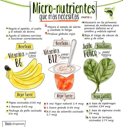 Infografía sobre los nutrientes de la acelga