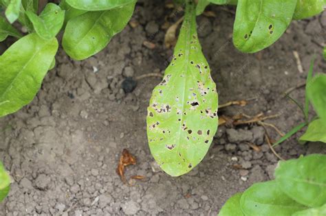 Ejemplo de hoja de acelga dañada por plagas o enfermedades