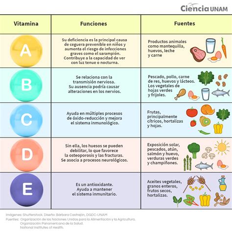 Esquema de las vitaminas esenciales y sus fuentes de origen animal y vegetal.