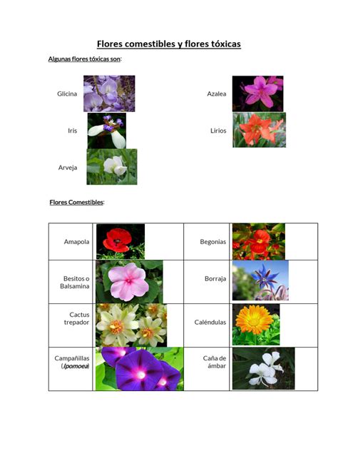 Infografía sobre flores comestibles y tóxicas