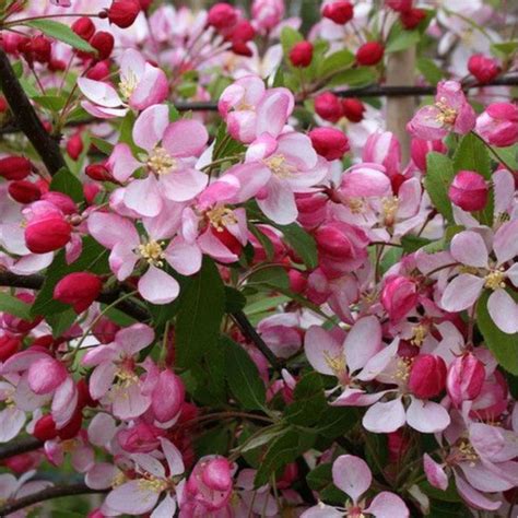 Manzano silvestre en flor
