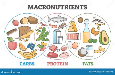 Diagrama que muestra los macronutrientes: carbohidratos, grasas y proteínas, con sus fuentes principales.