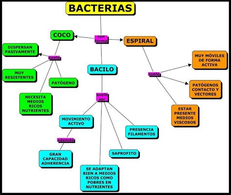 Esquema de las principales bacterias que pueden contaminar el pollo y sus riesgos para la salud