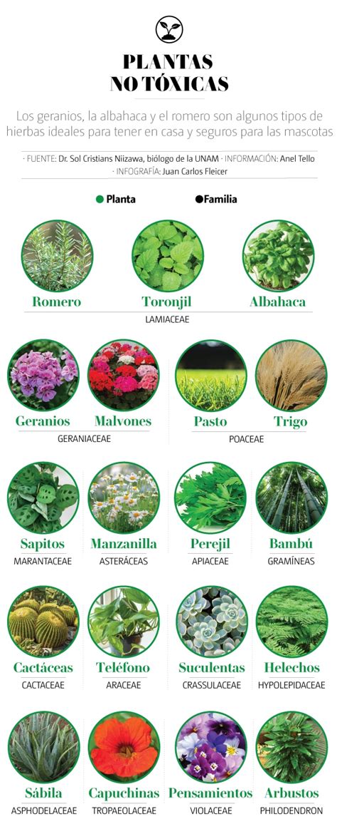Esquema infográfico que clasifica las plantas tóxicas según el tipo de riesgo: irritantes por contacto, tóxicas por ingestión y mortales.