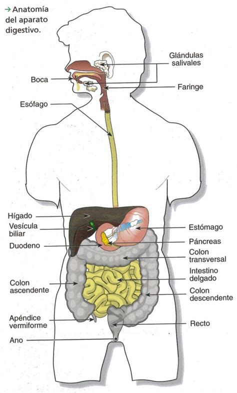 Esquema del aparato digestivo humano con énfasis en el intestino