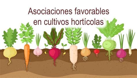 Gráfico de rotación de cultivos y asociaciones beneficiosas para la cebolla en el huerto