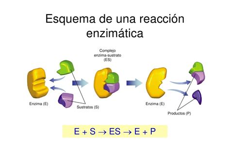 Diagrama de la reacción enzimática en la cebolla al cortarla