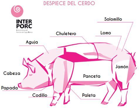 Esquema de las partes del cerdo utilizadas para el chorizo colombiano