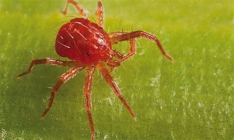 Araña roja de dos manchas (Tetranychus urticae) en el envés de una hoja de maíz.